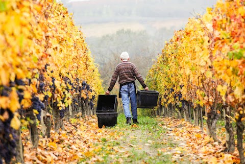 Azienda Agricola F.lli Massucco