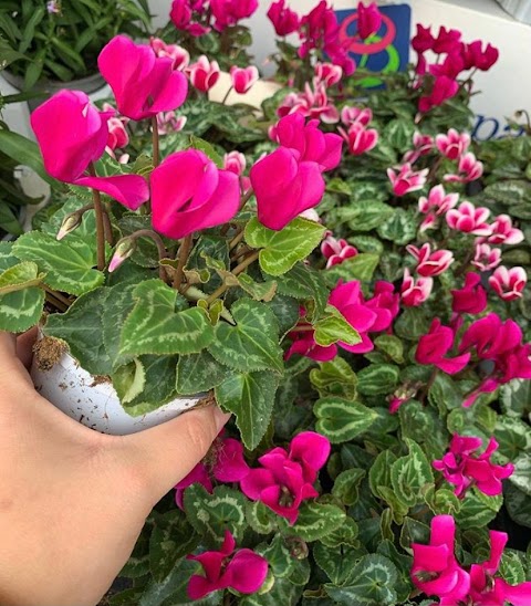 Il Villaggio dei Fiori di Katia Tramontano