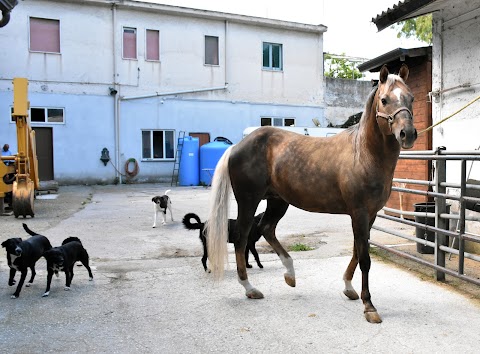 Centro Ippico "AMICO CAVALLO"