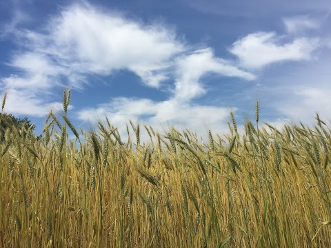 La Collina Coop. Agricola