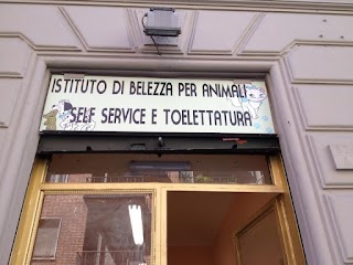 Produzione Box per Cani Italia Somma Lombardo