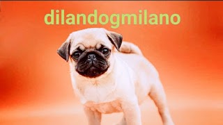 DILANDOG