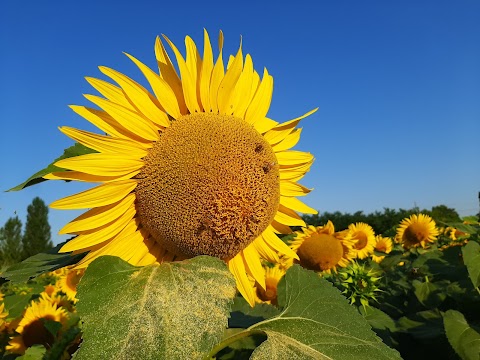 Fiorista Oltre... fiori