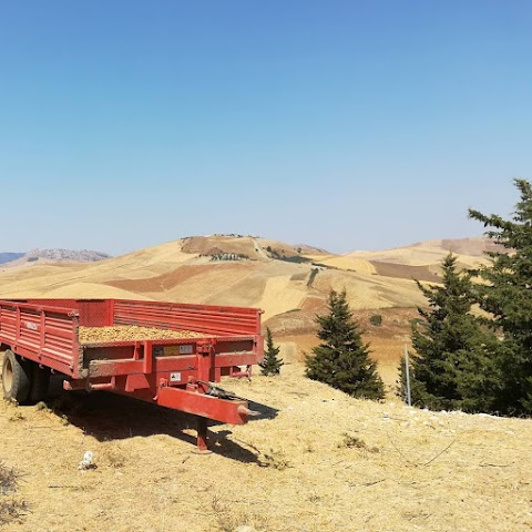 Azienda Agricola Vincenzo Giglio