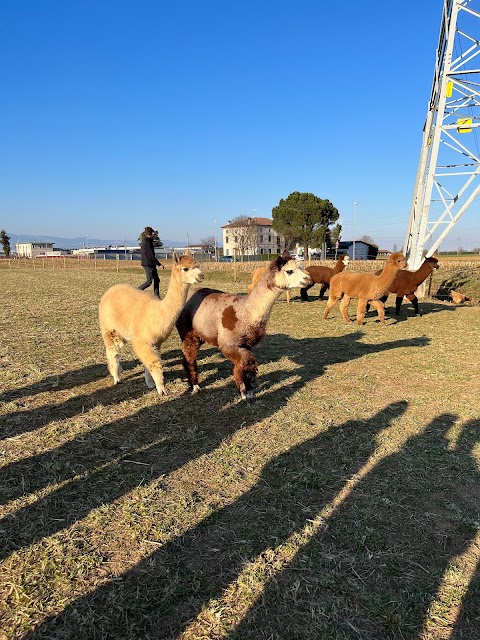 AeAlpaca