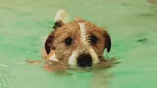 Swimming Dogs Piscina per Cani