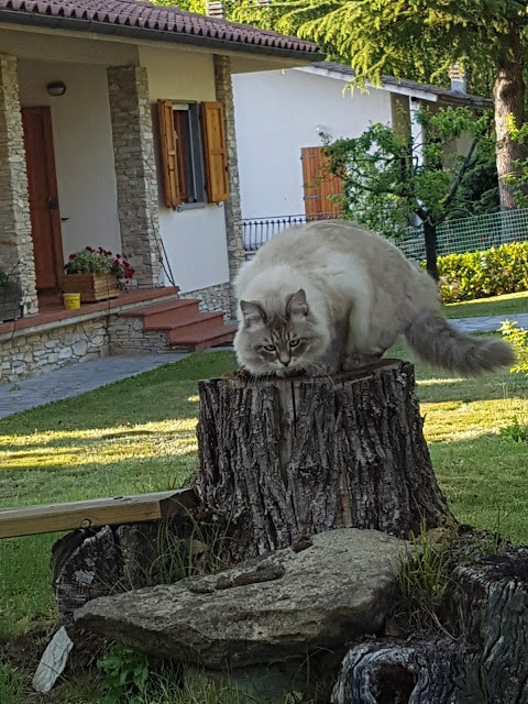 Ambulatorio Veterinario Dott. Vittorio Pepe