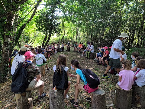 Effetto Foresta