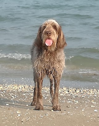 Ambulatorio Veterinario - Dr. Mauro Dodesini