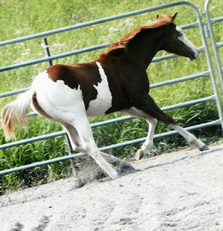 Crazyhorseranch Darzo