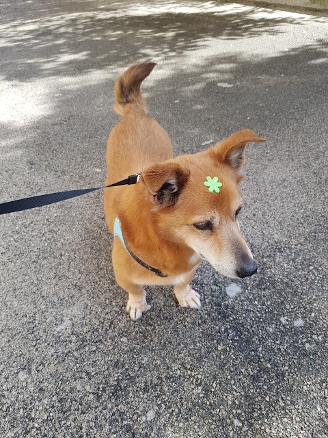 Mondo Cane Toelettatura professionale per cani e gatti