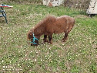 Horse Village