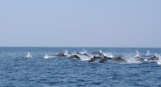 Jonian Dolphin Conservation