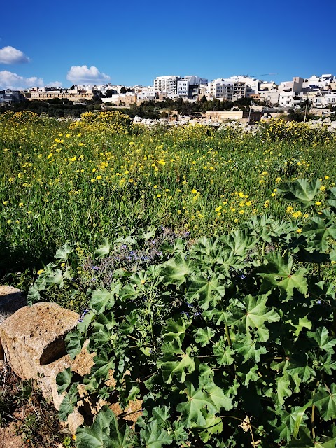 Università di Malta