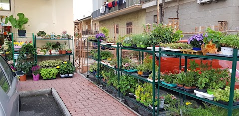 Fiori E Piante Anna Di Giordani Basilia