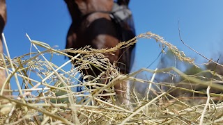 EQUI-LIBRARSI CIRCOLO IPPICO SCUOLA DI EQUITAZIONE ASD