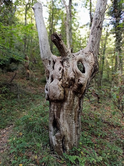 Parco attrezzato di Vallupaia