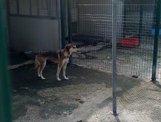 Il Rifugio del cane e del gatto