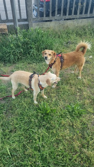 Ambulatorio Veterinario L'Arca