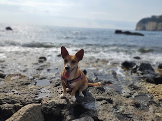 Ambulatorio Veterinario Dottor Minuto