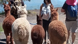 Alpaca trekking etna nord