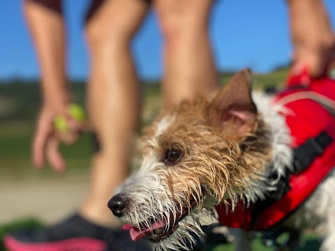 Piscina per cani Felicia