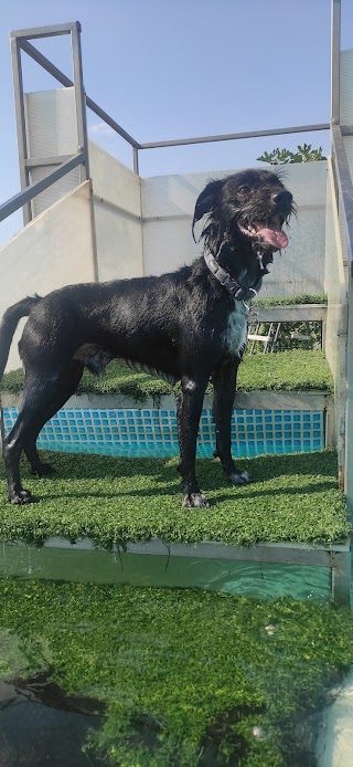 Piscina per Cani Tabui