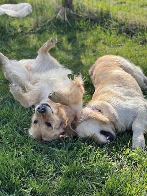 100% Retriever - Dog School