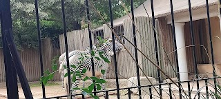 Recinto delle zebre