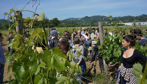 Agriturismo L’Isola del Sasso e Cantina Floriano Cinti