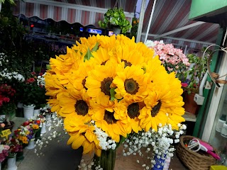 Chiosco Di Fiori E Piante di Zaman