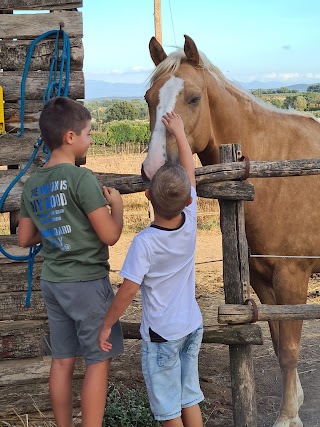 Az. Agricola Biologica ArtFarm - Centro Equestre