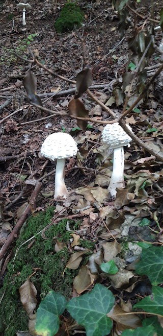 Sentiero dei funghi