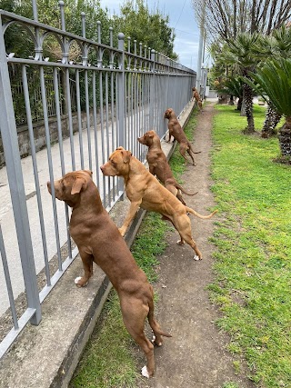 Centro Veterinario Animali da Compagnia