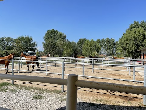 Centro Equestre - Il Primo Cavaliere