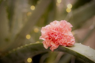 Un fiore per... di Lipra Alessandro