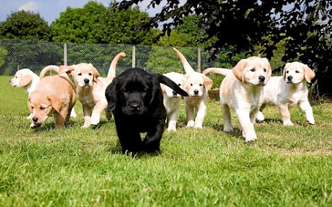 Pensione per cani - Amici degli animali