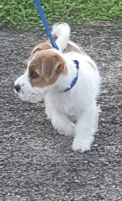 Ambulatorio Veterinario San Rocco Di Tedeschi Sergio