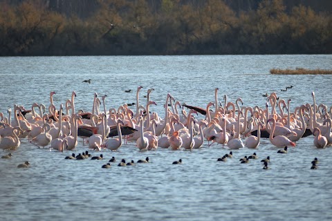 Riserva Naturale regionale Valle Cavanata