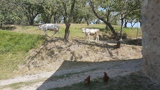 Agriturismo Tizzano