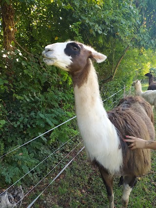 Trekking con alpaca e lama