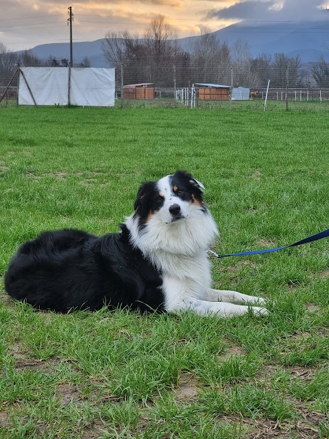 Centro Cinofilo L'Essenza del Cane A.S.D.