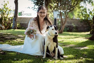 Caniamo - Wedding Dog Sitter, Educazione, Disc Dog