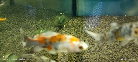 FishFun, Acquari & Pet