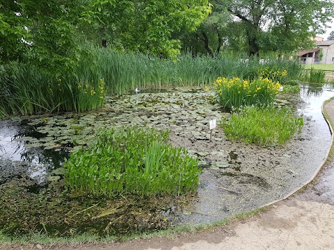 Stagno rane e piante acquatiche