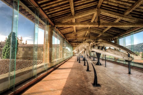 Museo di Storia Naturale dell'Università di Pisa