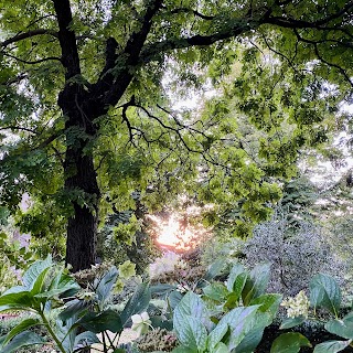 Orto botanico "Giardino dei Semplici" - Università di Firenze