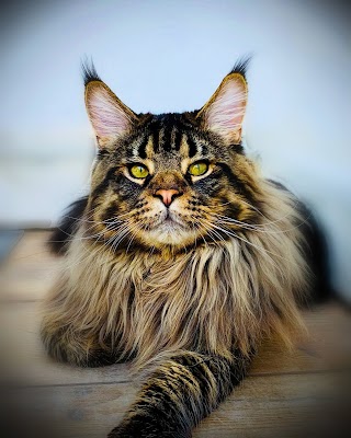 Allevamento nagarabrand MaineCoon