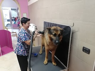 Shower Dog Pet