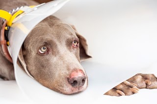 Ambulatorio Veterinario Camisano